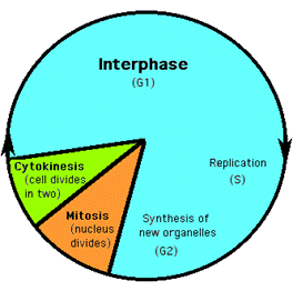 cell-cycle