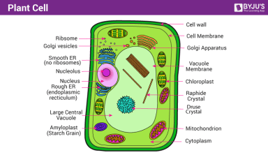 Plant-Cell-min-1